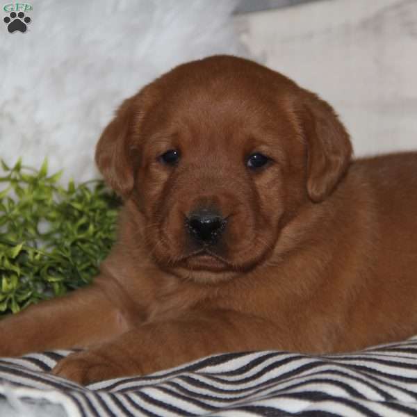 Ginger, Fox Red Labrador Retriever Puppy